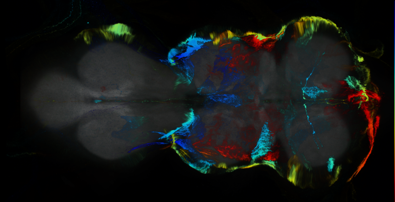 P{GMR10G02-GAL4} expression pattern
