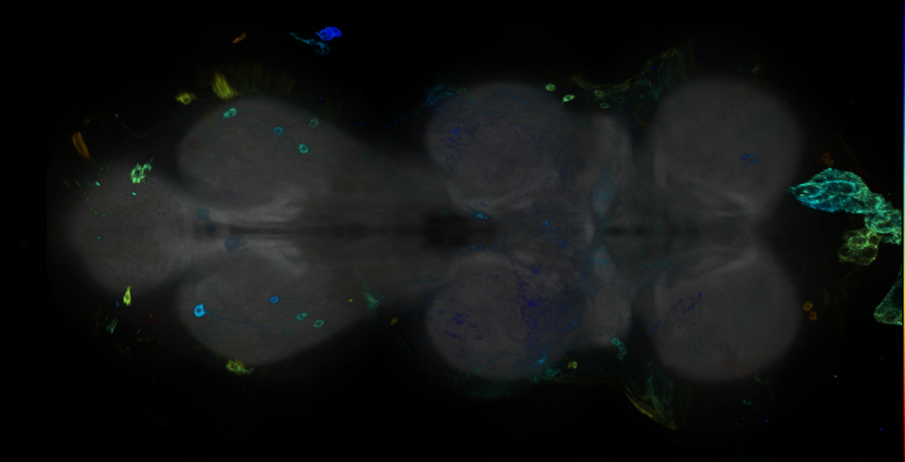 P{GMR10G10-GAL4} expression pattern
