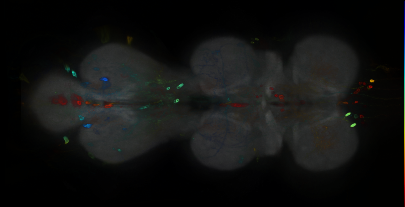 P{GMR10H05-GAL4} expression pattern