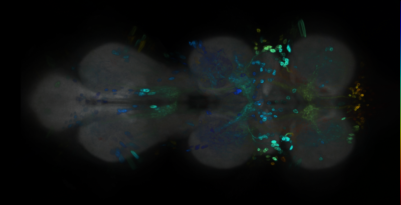 P{GMR10H09-GAL4} expression pattern