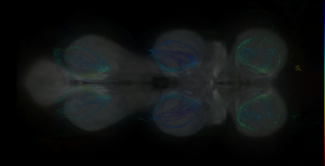 P{GMR10H12-GAL4} expression pattern
