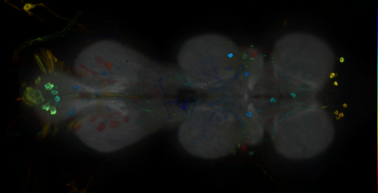 P{GMR11A12-GAL4} expression pattern