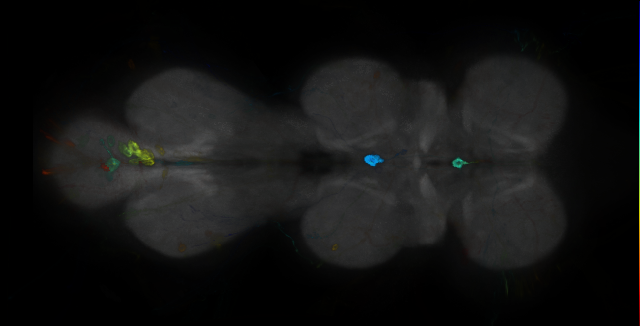 P{GMR11B02-GAL4} expression pattern