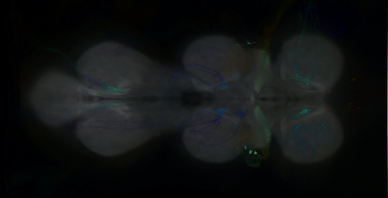 P{GMR11F02-GAL4} expression pattern