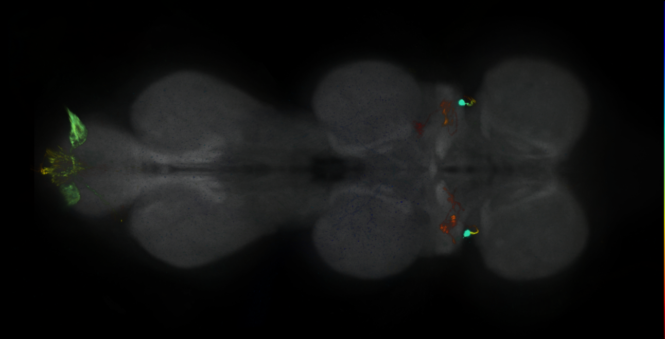 P{GMR11F06-GAL4} expression pattern
