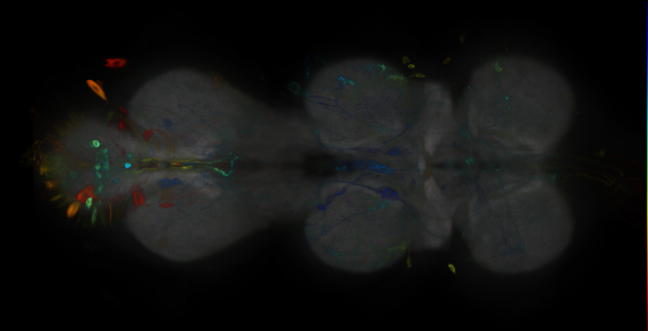 P{GMR11F10-GAL4} expression pattern