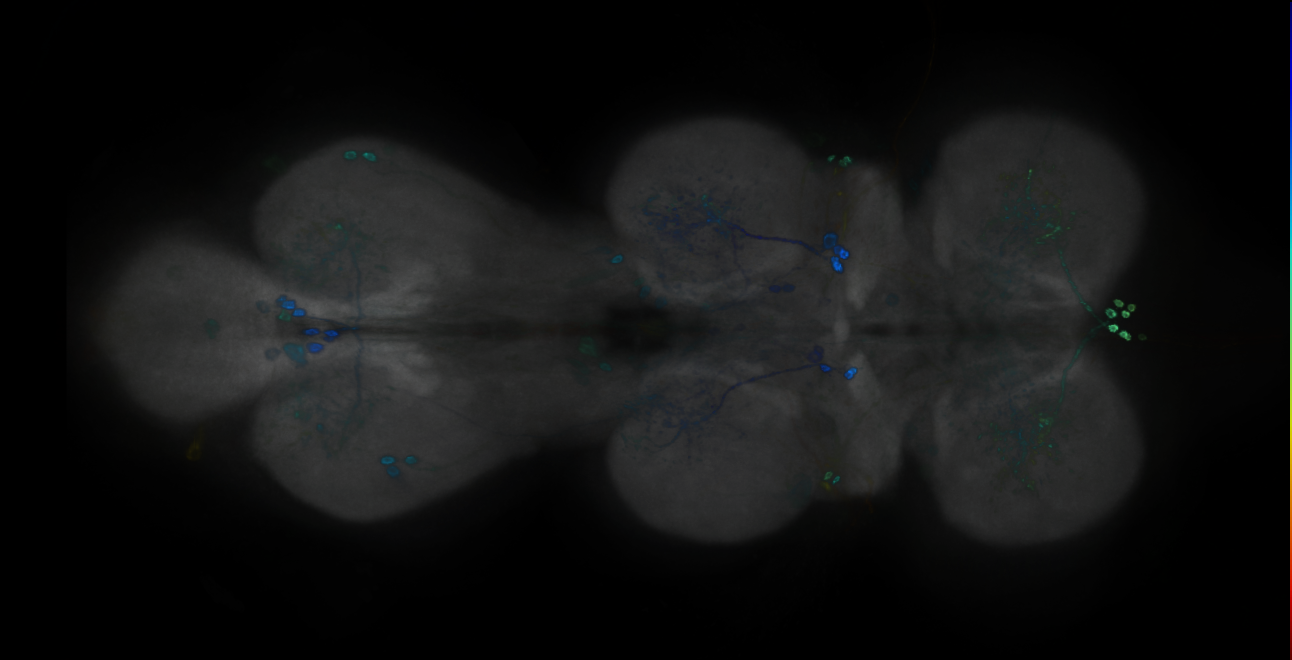 P{GMR11F12-GAL4} expression pattern