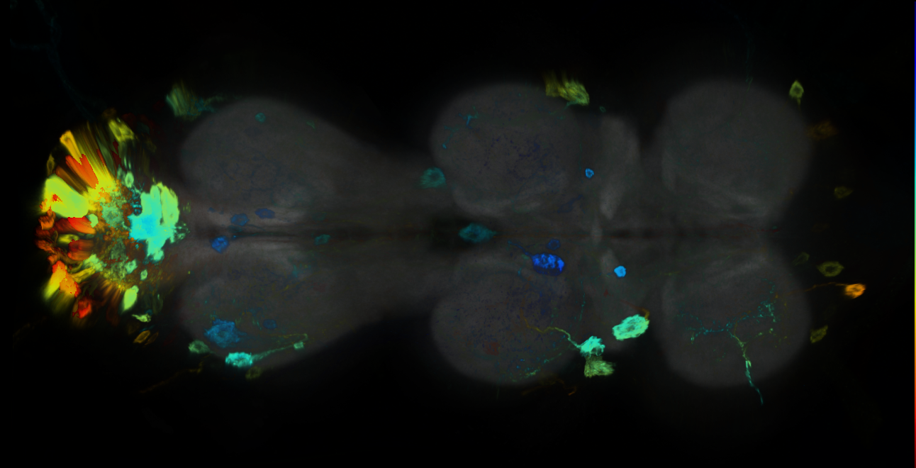 P{GMR11G01-GAL4} expression pattern