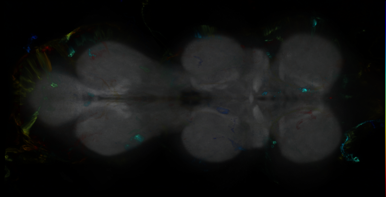 P{GMR11G03-GAL4} expression pattern