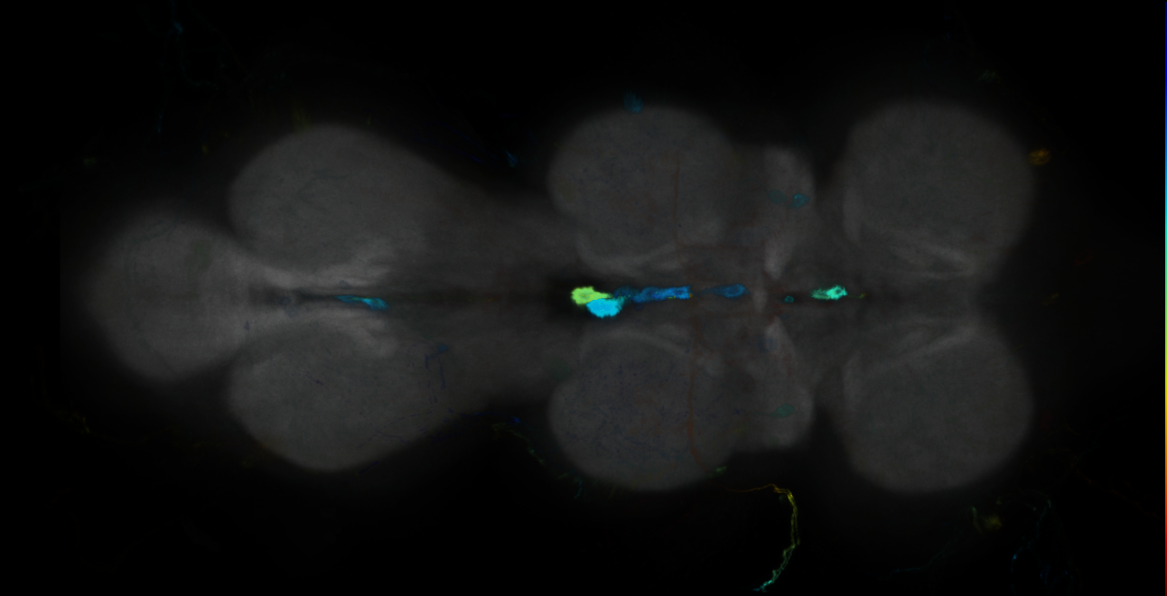 P{GMR11G05-GAL4} expression pattern