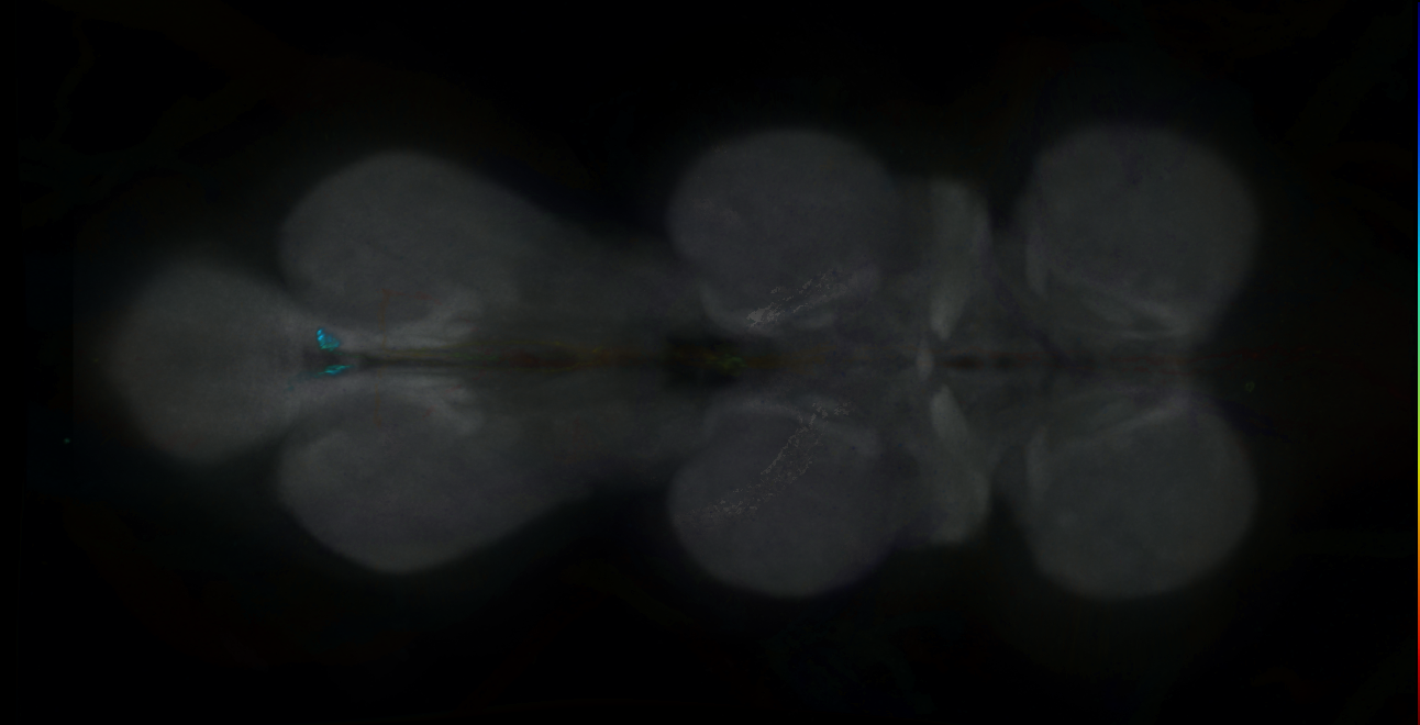 P{GMR11H07-GAL4} expression pattern