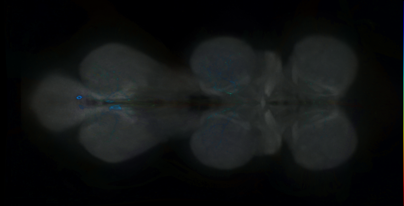 P{GMR12A05-GAL4} expression pattern