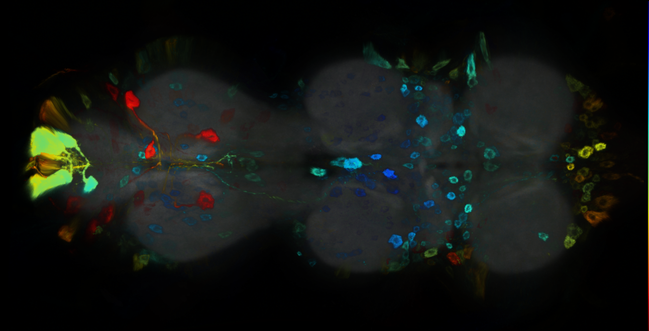 P{GMR12A08-GAL4} expression pattern