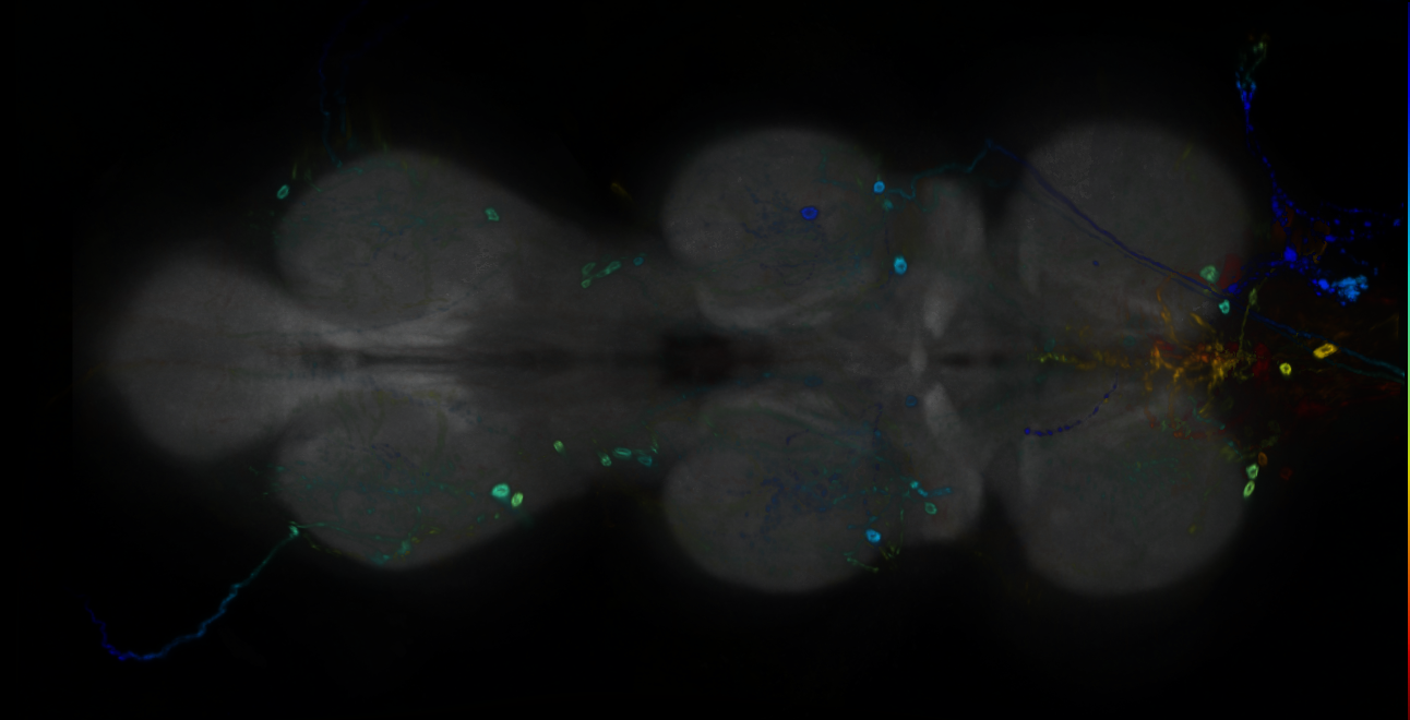 P{GMR12A11-GAL4} expression pattern