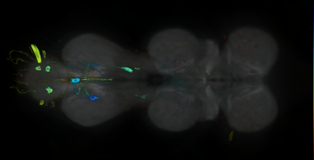 P{GMR12A12-GAL4} expression pattern