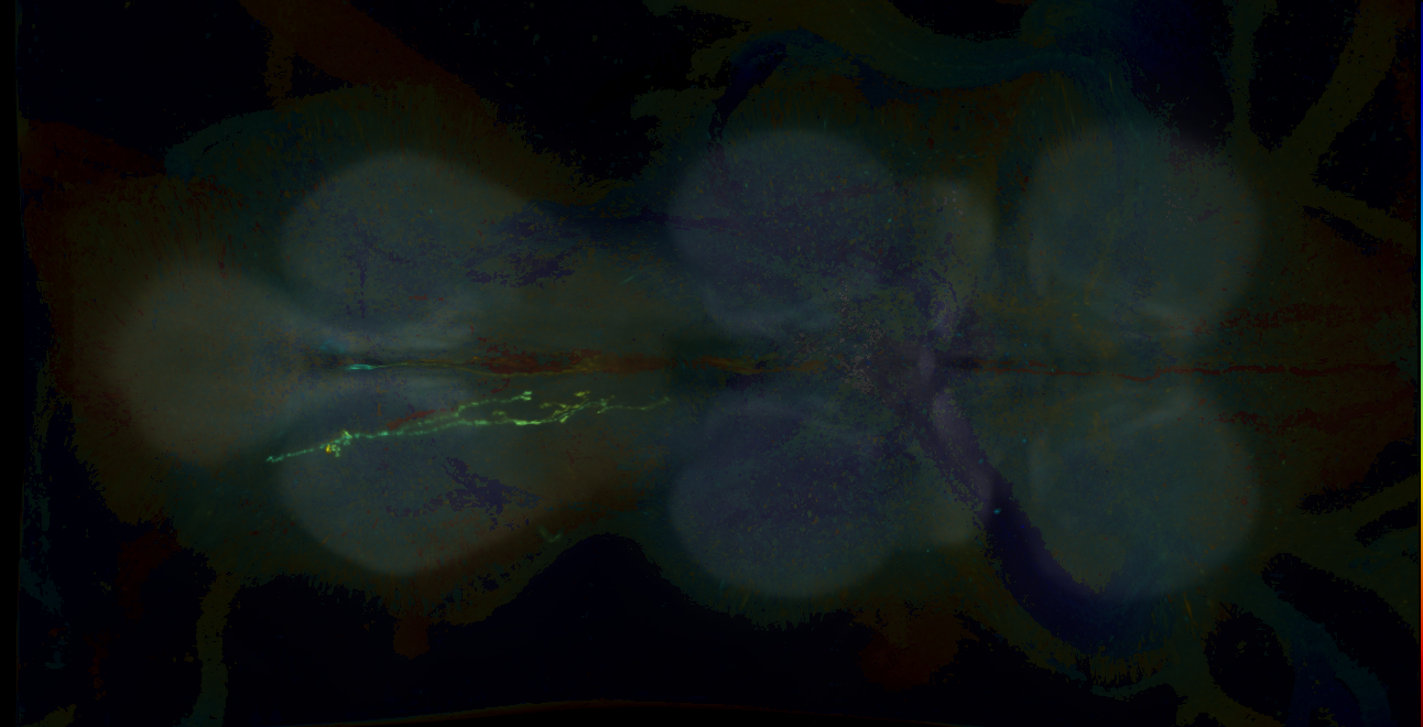 P{GMR12B01-GAL4} expression pattern