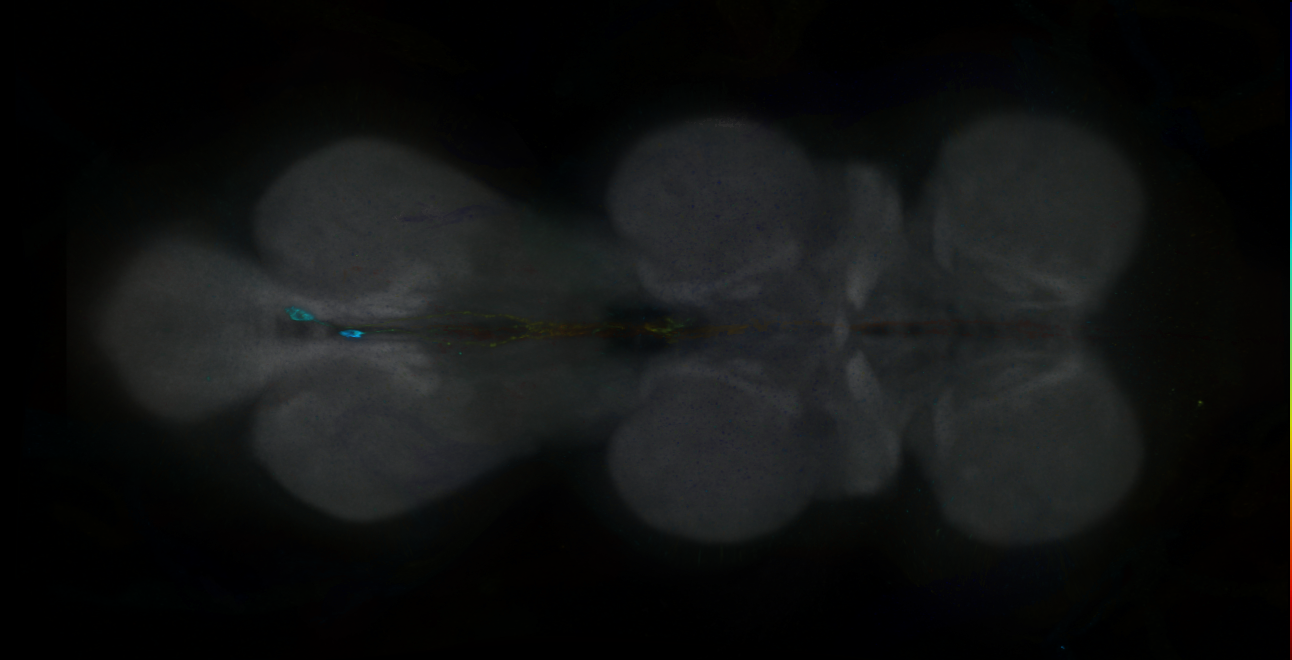 P{GMR12B04-GAL4} expression pattern