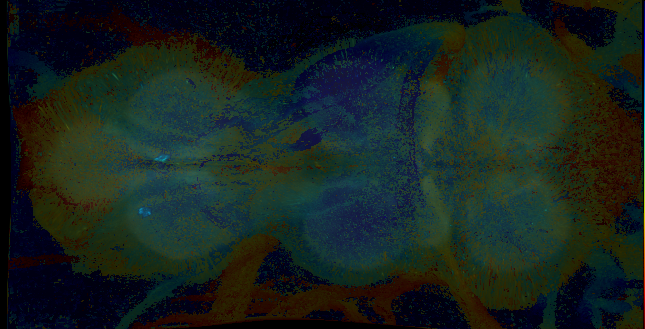 P{GMR12B05-GAL4} expression pattern