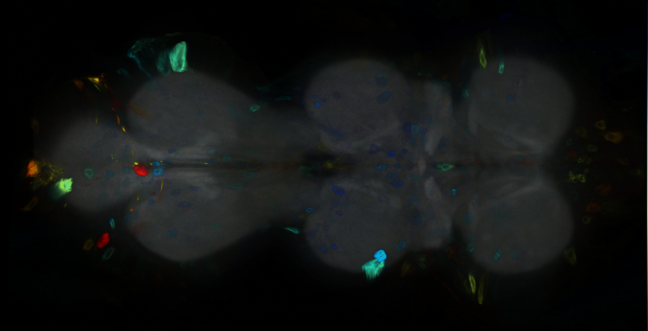 P{GMR12B08-GAL4} expression pattern