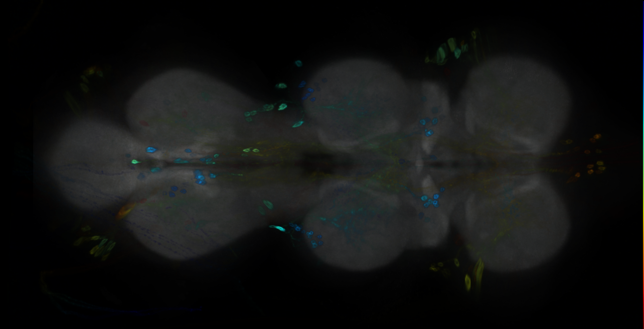 P{GMR12B10-GAL4} expression pattern