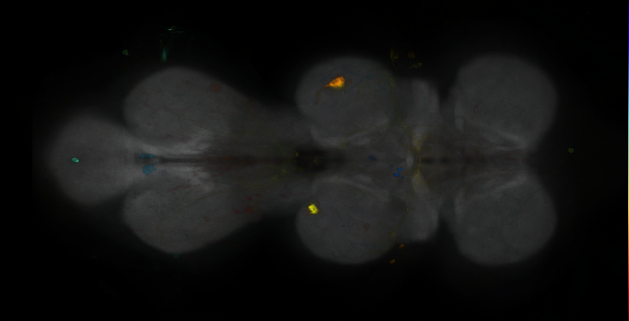 P{GMR12C04-GAL4} expression pattern