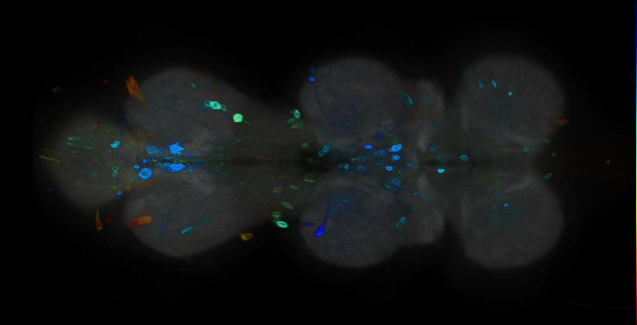 P{GMR12C06-GAL4} expression pattern