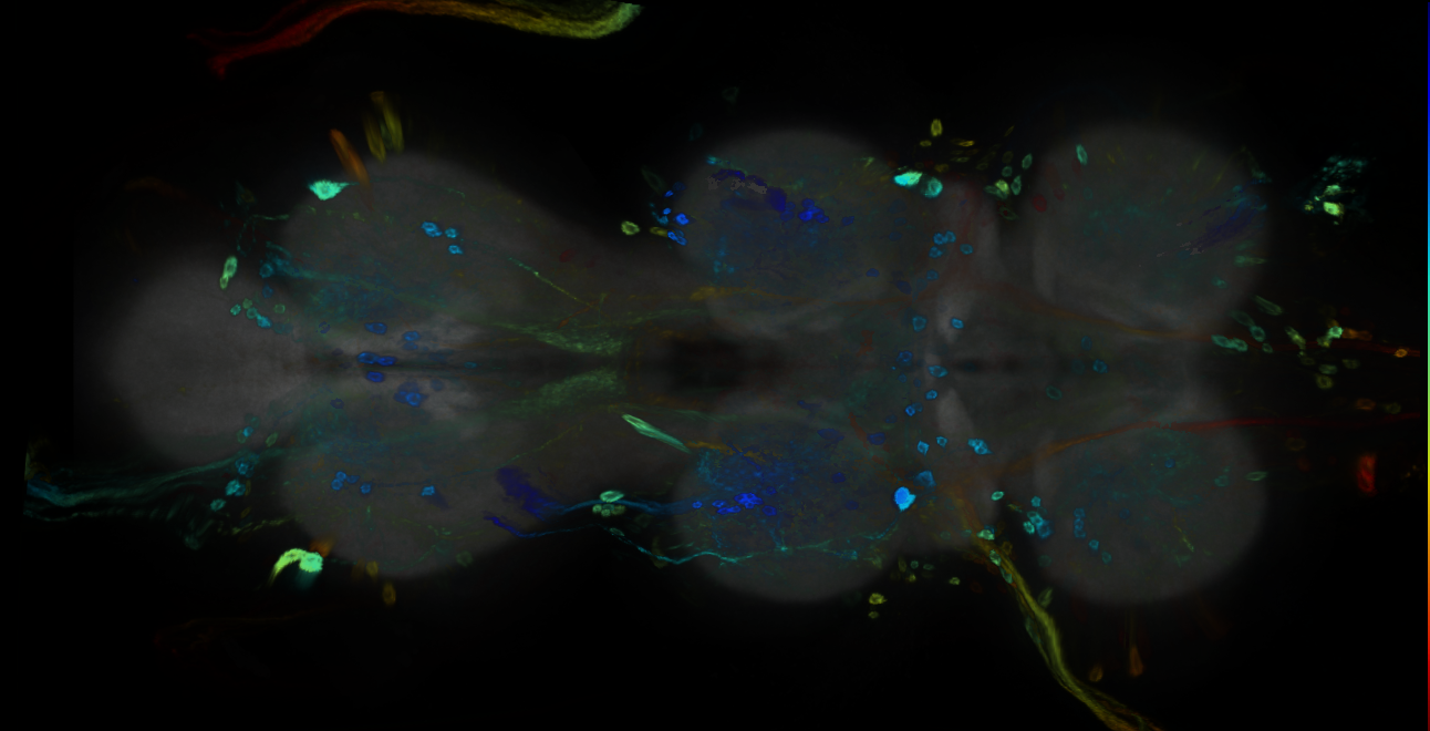 P{GMR12C07-GAL4} expression pattern