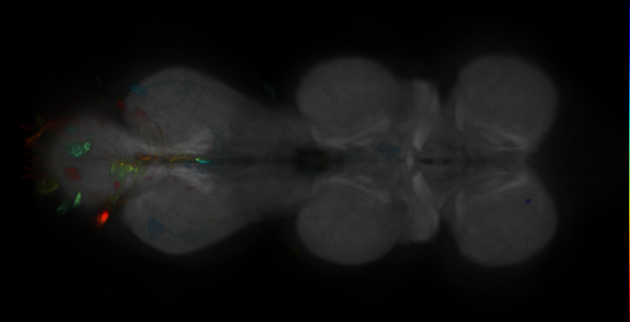 P{GMR12C11-GAL4} expression pattern