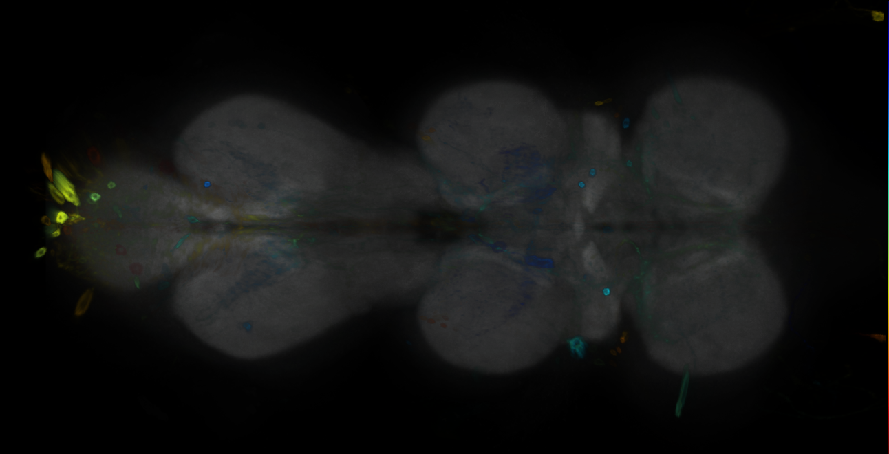 P{GMR12D07-GAL4} expression pattern