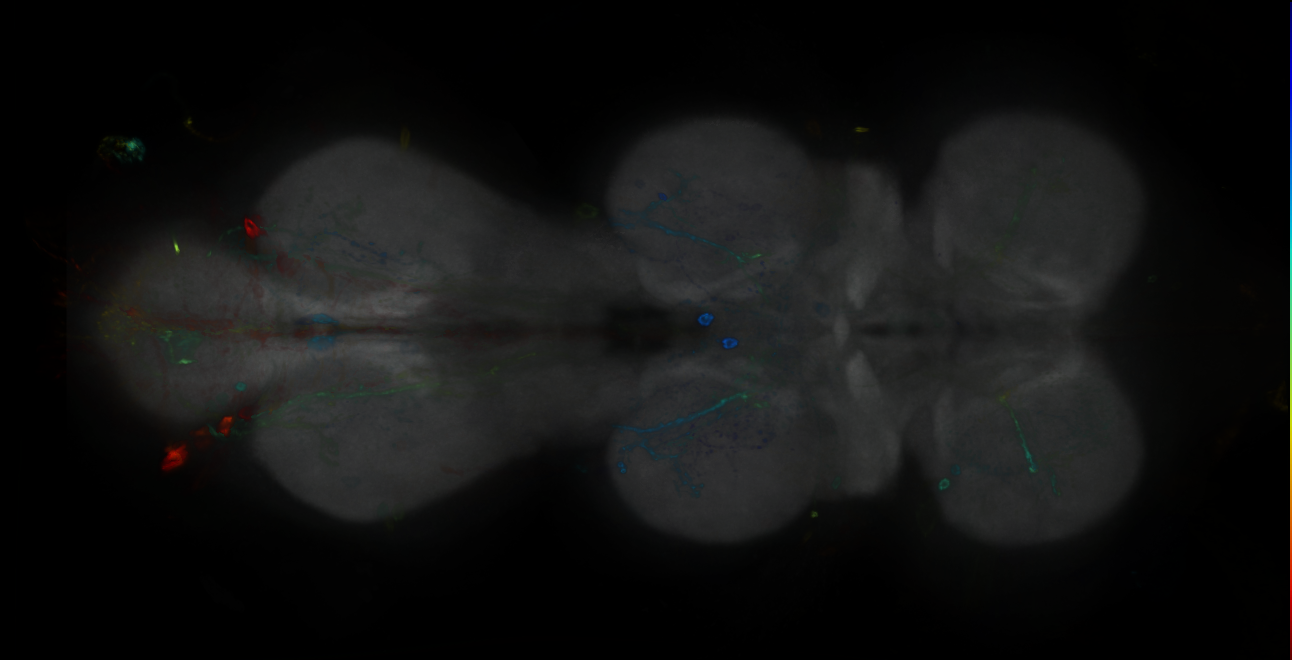 P{GMR12D10-GAL4} expression pattern