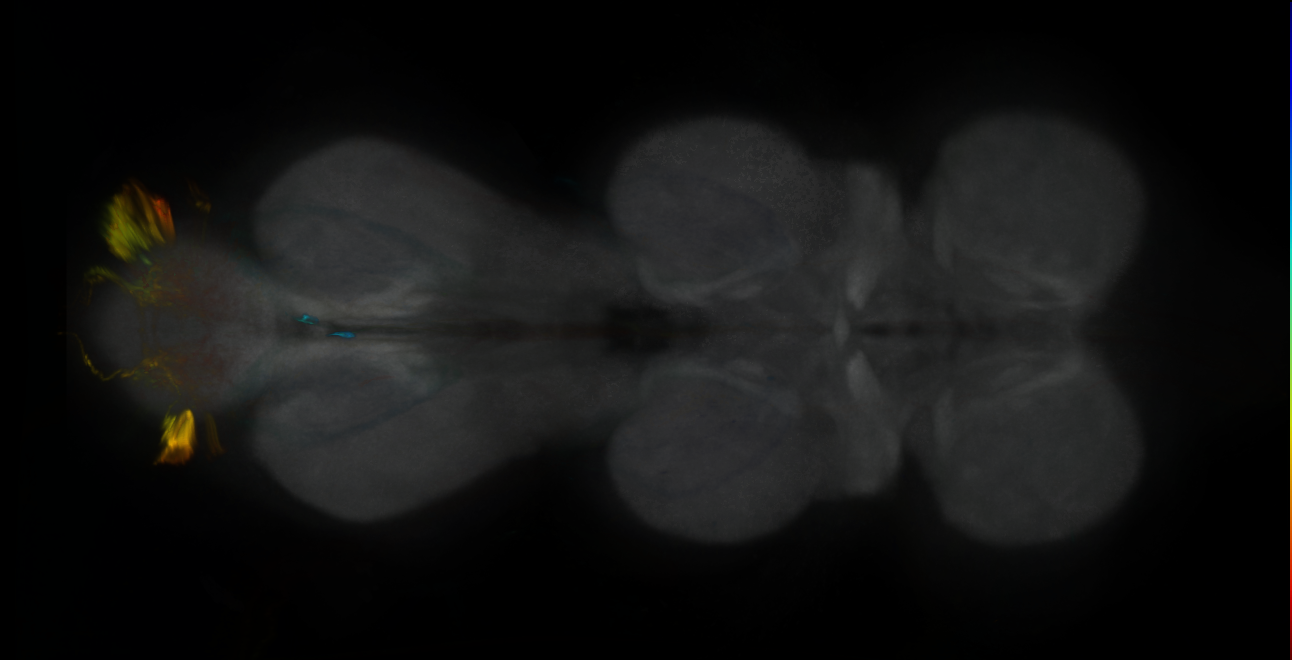 P{GMR12D11-GAL4} expression pattern