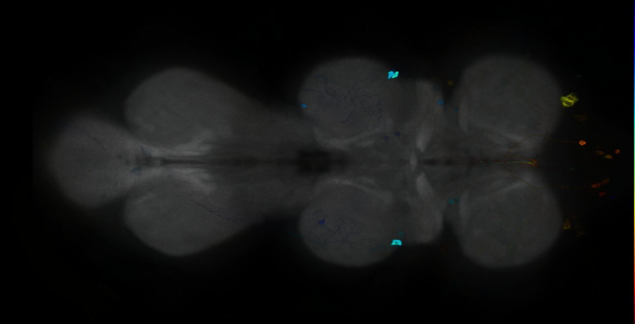 P{GMR12D12-GAL4} expression pattern