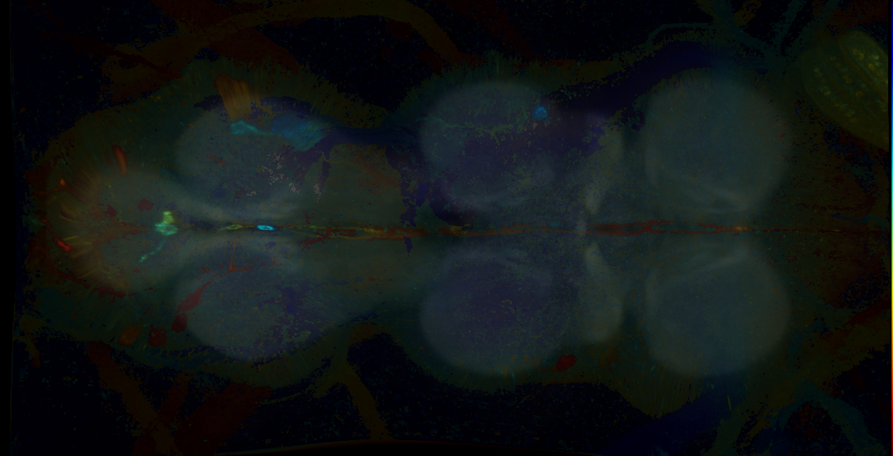 P{GMR12E06-GAL4} expression pattern