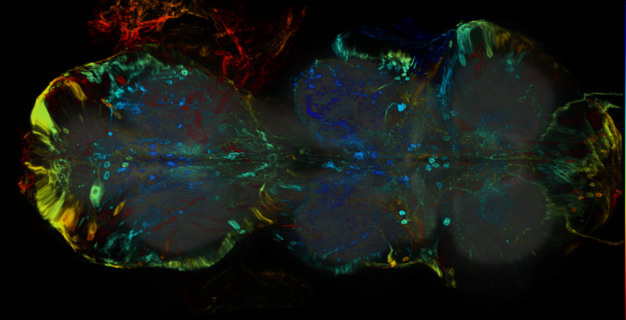 P{GMR12E10-GAL4} expression pattern