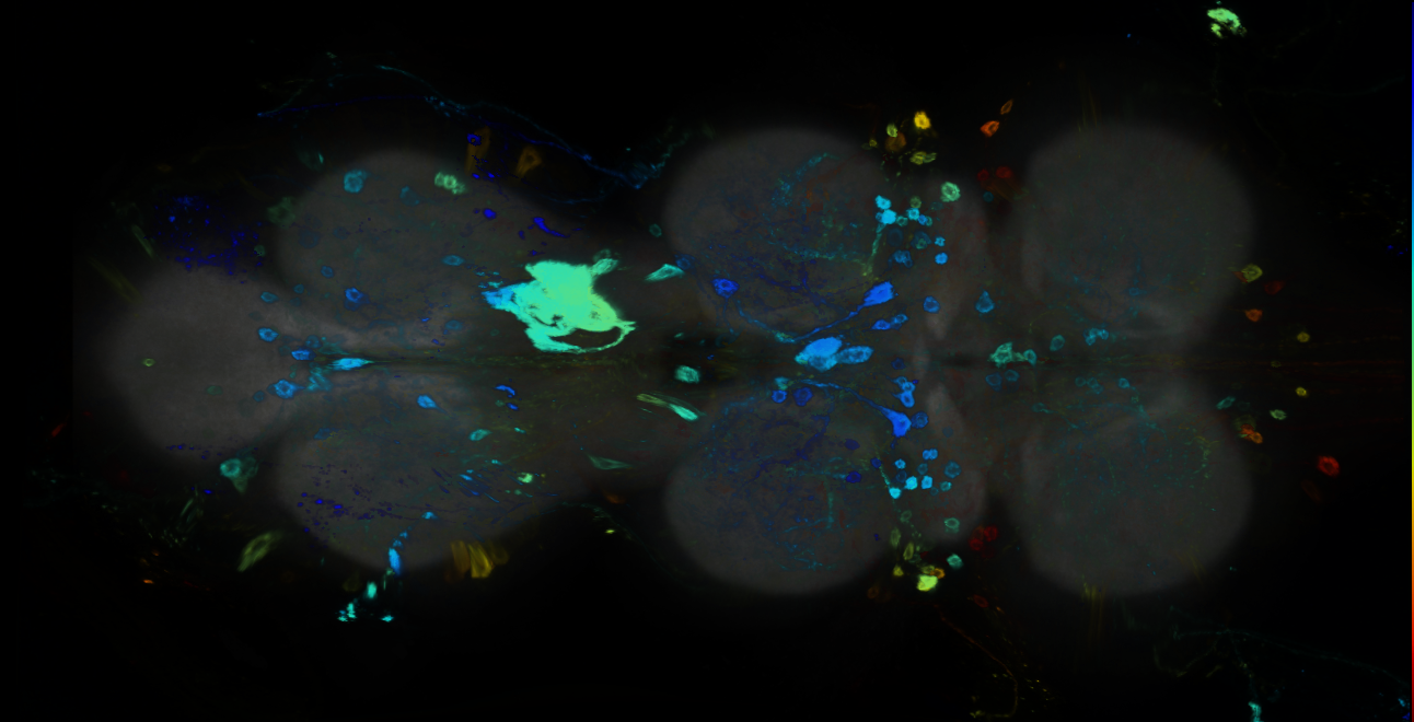 P{GMR12F03-GAL4} expression pattern