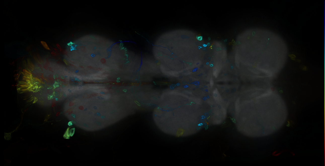 P{GMR12F05-GAL4} expression pattern