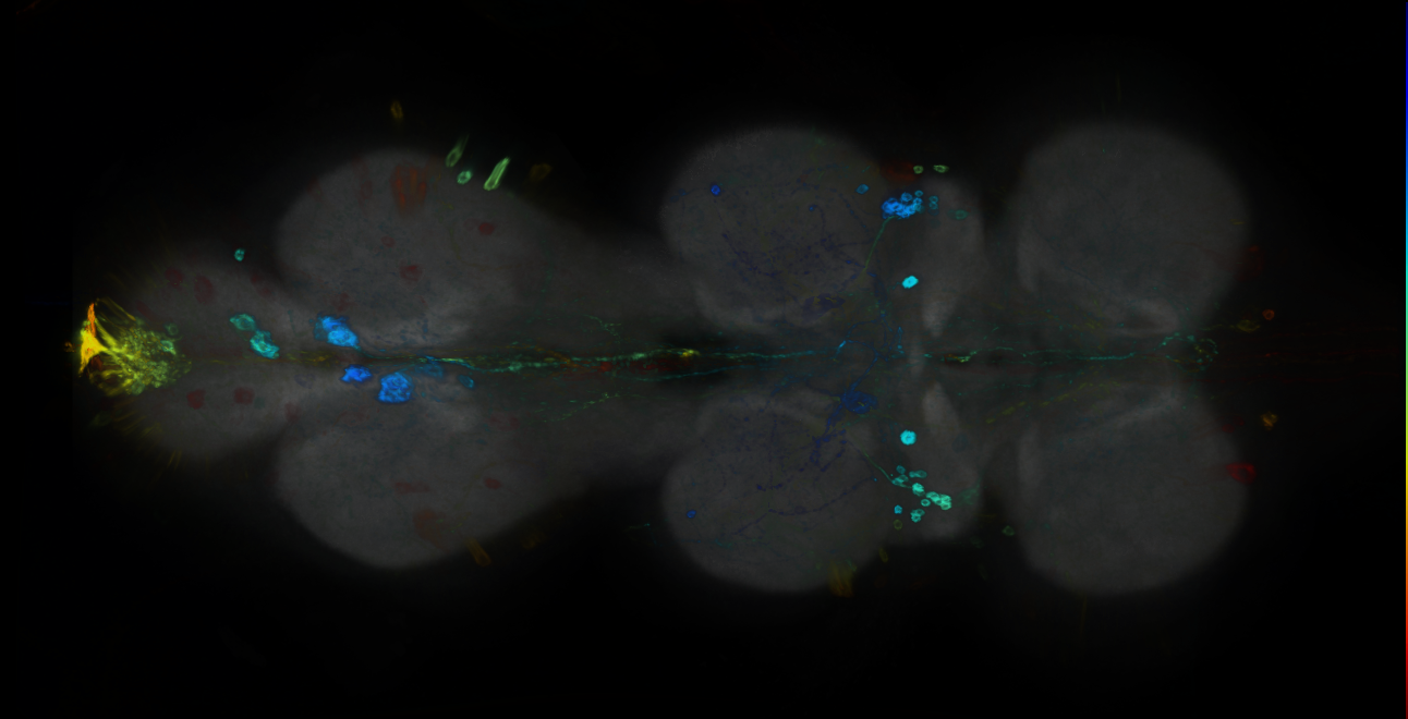 P{GMR12F06-GAL4} expression pattern