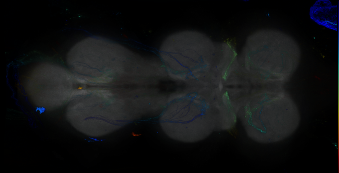 P{GMR12F07-GAL4} expression pattern