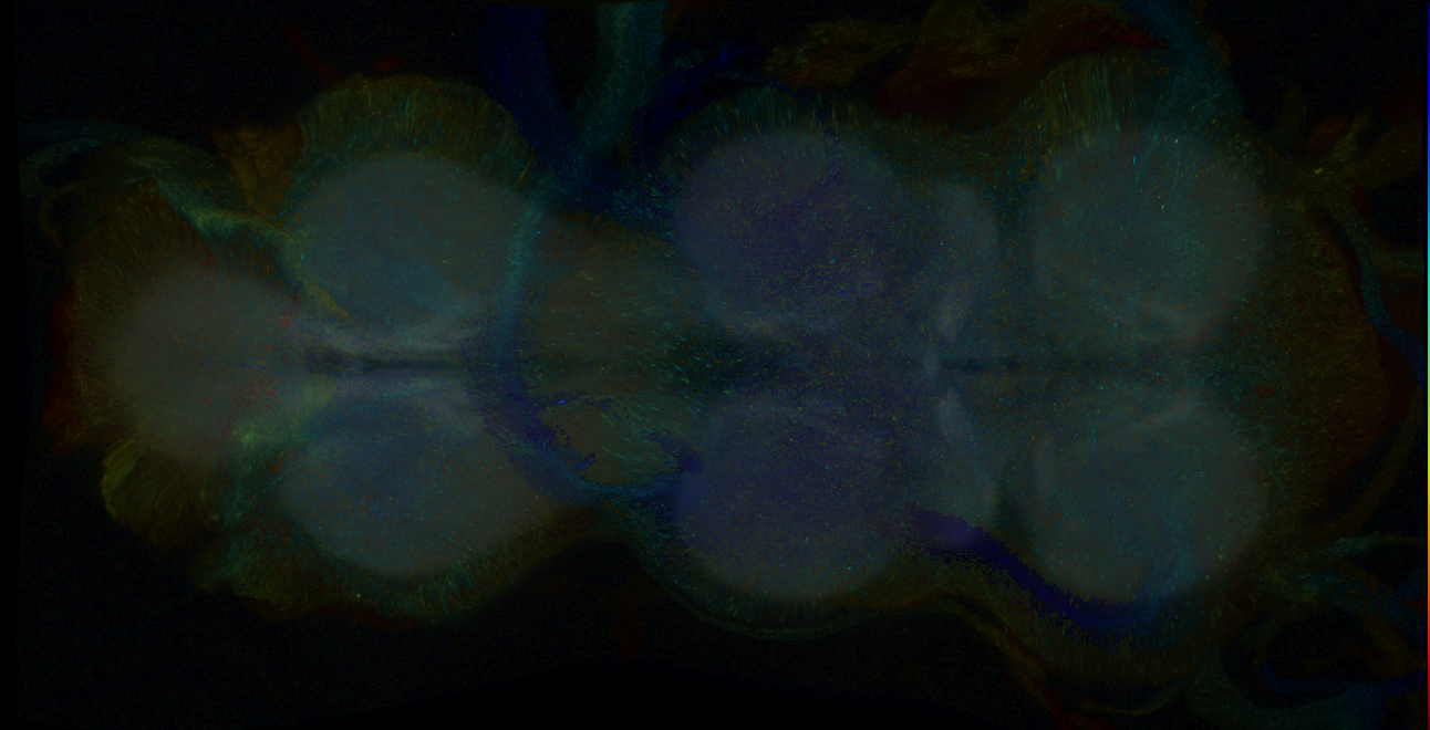 P{GMR12F08-GAL4} expression pattern