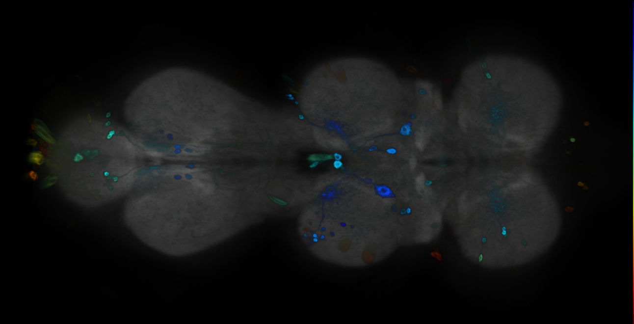 P{GMR12F09-GAL4} expression pattern