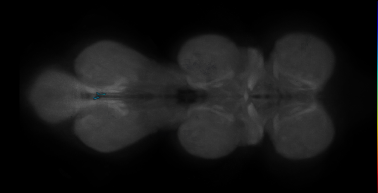 P{GMR12F12-GAL4} expression pattern
