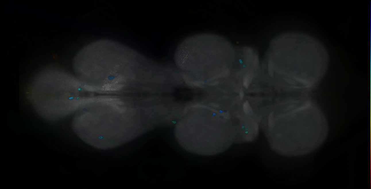 P{GMR12G02-GAL4} expression pattern
