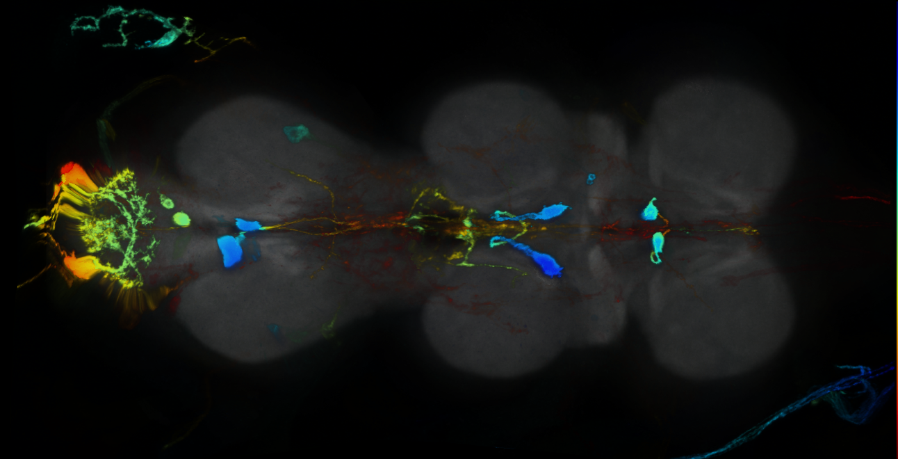 P{GMR12G03-GAL4} expression pattern