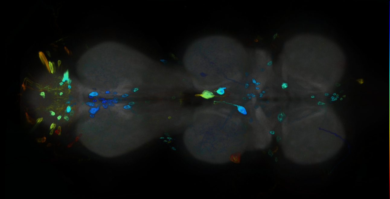 P{GMR12G04-GAL4} expression pattern