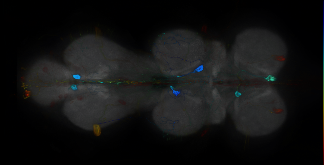 P{GMR12G06-GAL4} expression pattern