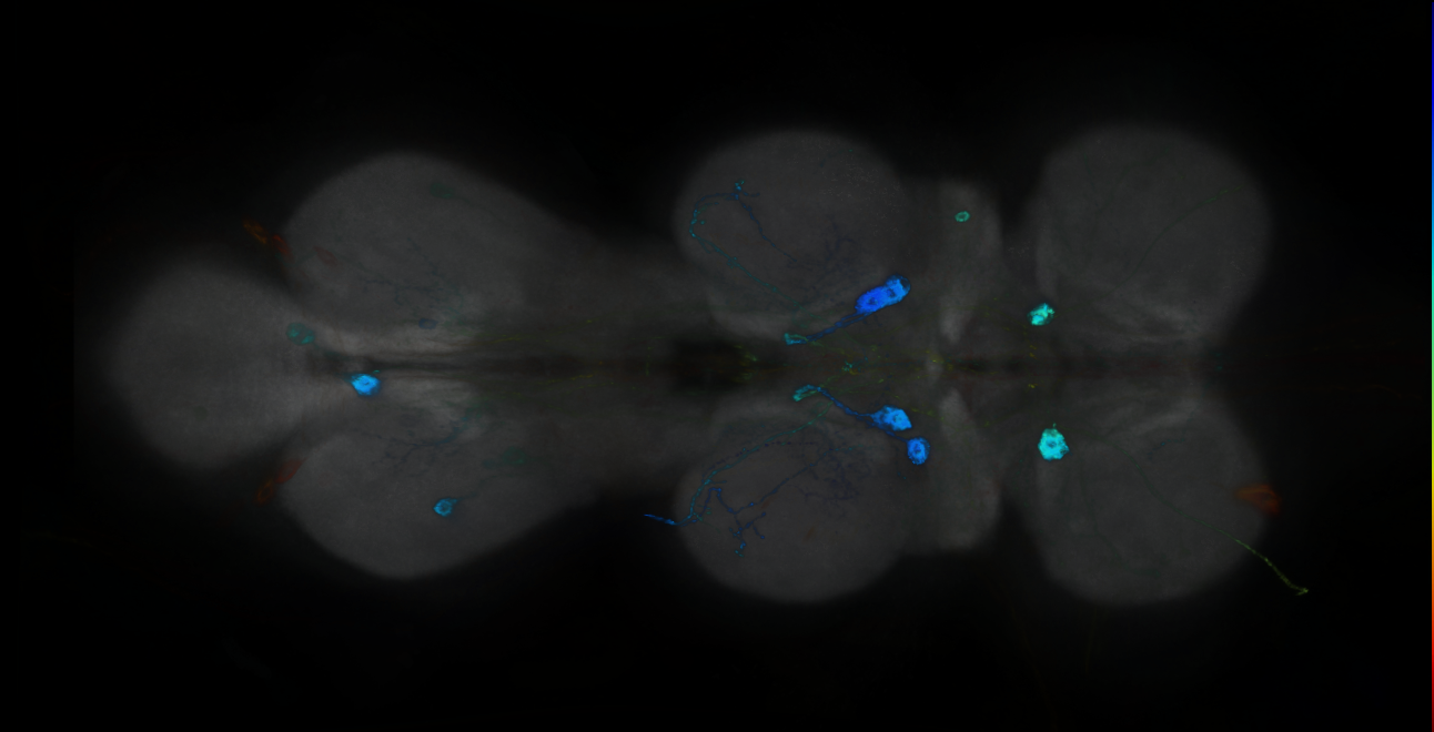 P{GMR12G07-GAL4} expression pattern