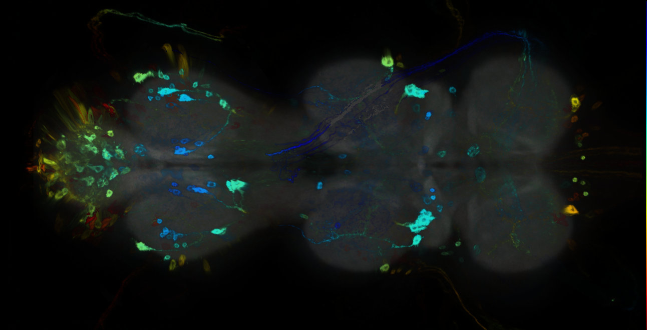 P{GMR12G09-GAL4} expression pattern