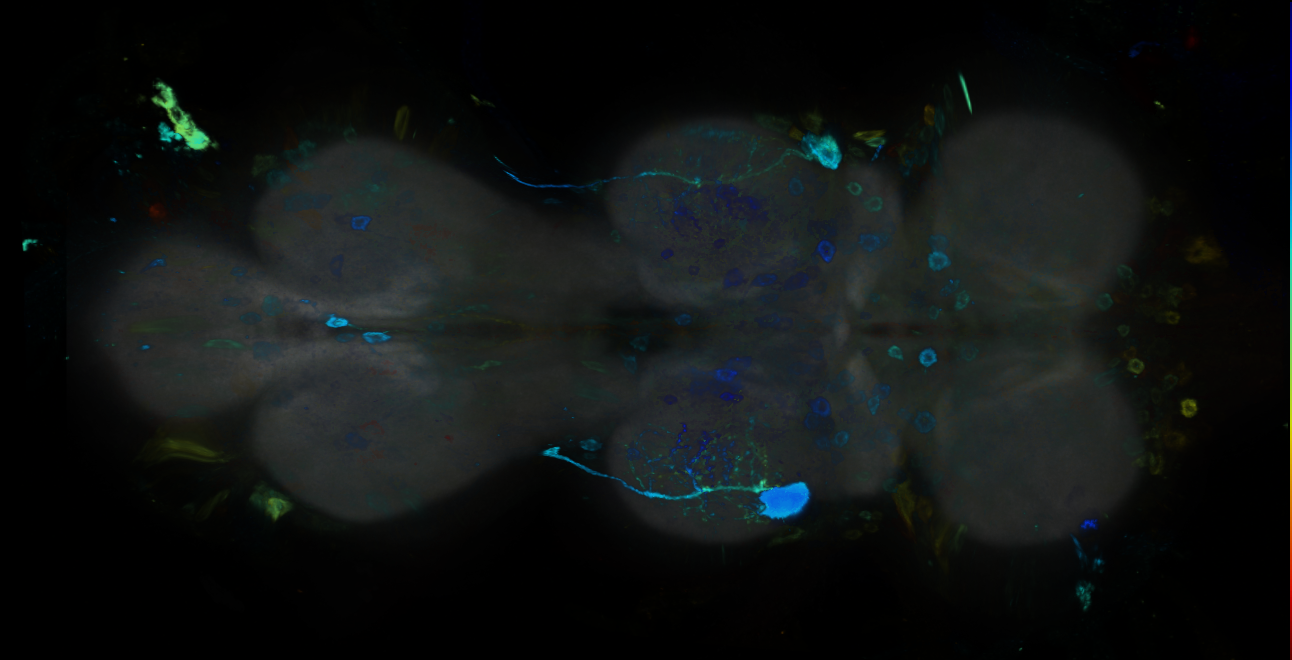 P{GMR12G11-GAL4} expression pattern