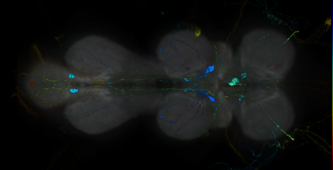 P{GMR12H01-GAL4} expression pattern