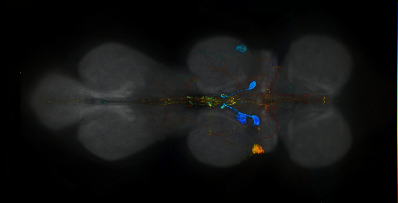 P{GMR12H02-GAL4} expression pattern
